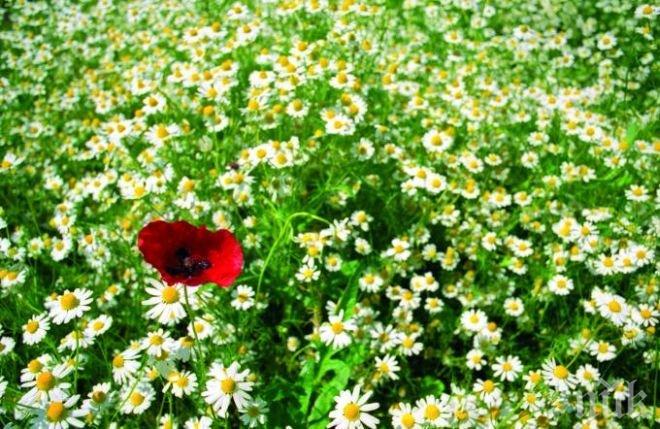 Златната рецепта за здраве - вижте отварата от 77 билки, която цери всички болести!