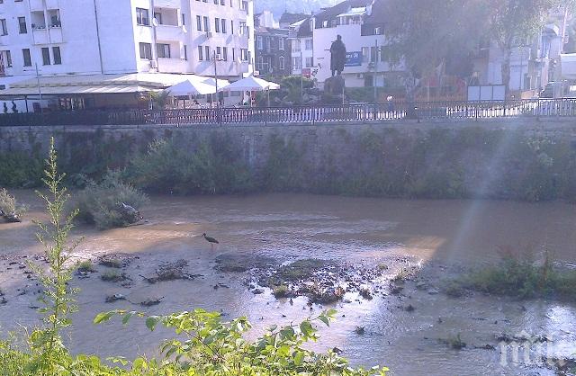 Черен щъркел кацна в река Янтра в центъра на Габрово (снимки)

