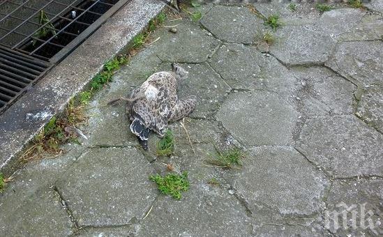 Брутално! Изверги избиват гларуси в центъра на Бургас (снимки)