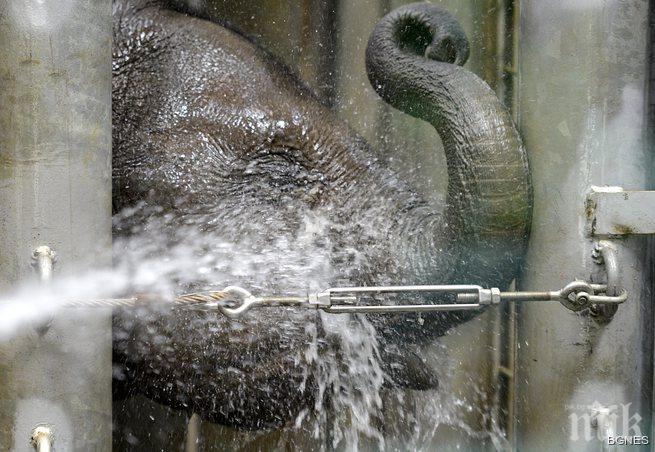 Слон избяга от цирк и уби човек