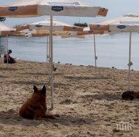 Само 3% от плажовете преминаха екотест