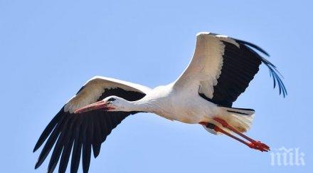 започва голямото преброяване белите щъркели нас