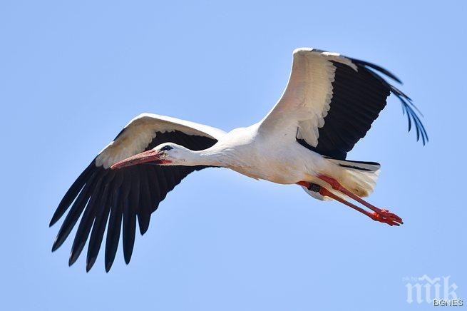 Започва Голямото преброяване на белите щъркели у нас