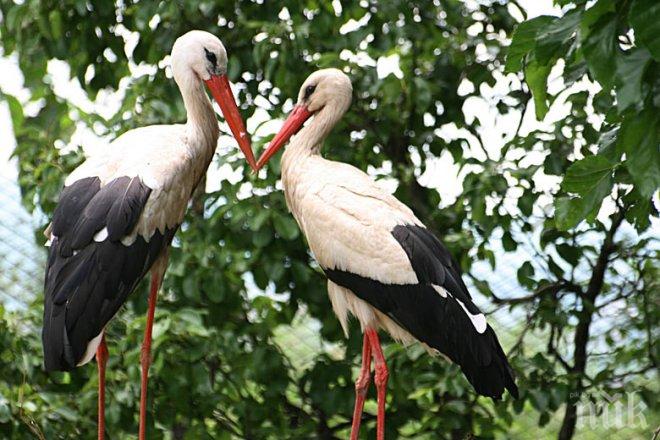 Започва преброяването на белите щъркели