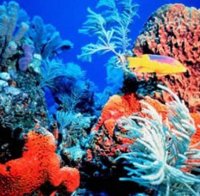 Откриха корали на рекордна дълбочина