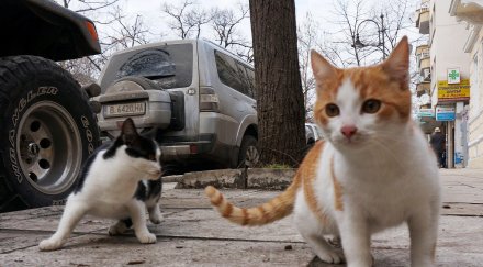 въвеждат данък котка морската столица снимки