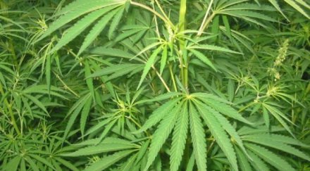 ограничават наркотуризма холандия