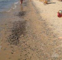 Безумия по морето! Фекалии на плажа в Слънчев бряг? Цената за чадър в Св. св. Константин и Елена удари 25 лева!