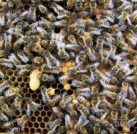 Пожар погълна кошери с пчели