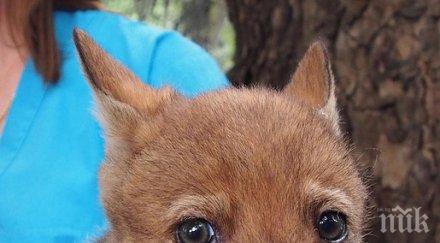 четири бебета вълчета зоопарка варна