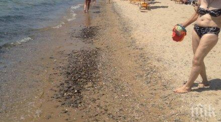 безумия морето фекалии плажа слънчев бряг цената чадър константин елена удари лева