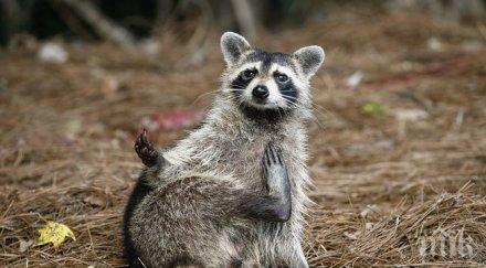 миеща мечка яхна алигатор