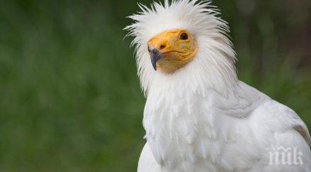 излюпи египетско лешоядче гнездо камера