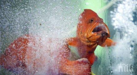 рибено масло сухи очи компютър