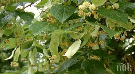 забранява бране липов цвят обществените места казанлък