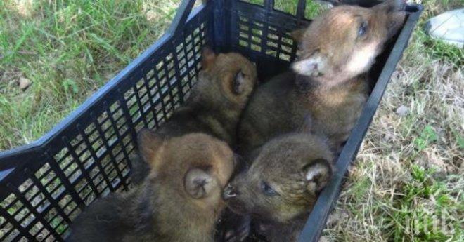 ПИК TV: Четири бебета-вълчета се родиха в Зоопарка във Варна