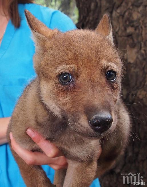 Четири бебета-вълчета в Зоопарка във Варна