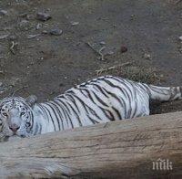 Тигър уби човек в центъра на Тбилиси (снимка)