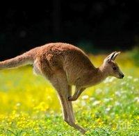 Кенгуру оцеля 4 дни със забита в главата си стрела 