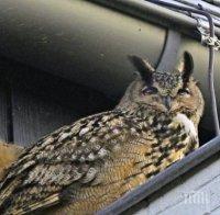 Спасиха две сови в Перник