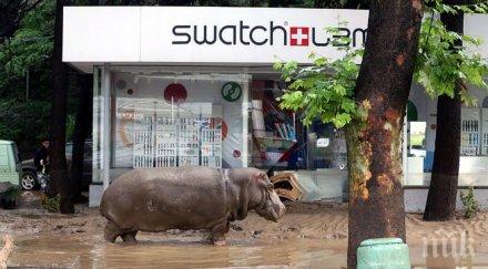 тбилиси разстреляха лъв беглец наводнения зоопарк