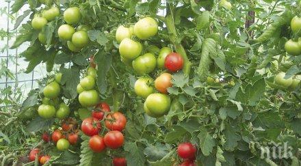 градят нов оранжериен комплекс долна диканя