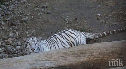 тигър уби човек центъра тбилиси снимка