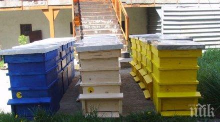 свиха пчелни кошери 1000 лева