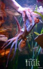 розов октопод очарова учени нарекоха прелестен