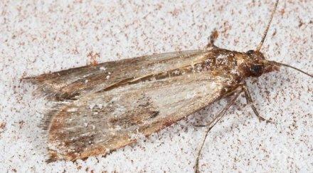 учени правят молци хомосексуалисти намалят популацията