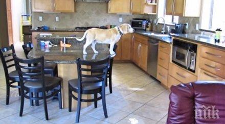 жена реши сложи камера види прави кучето нейно отсъствие