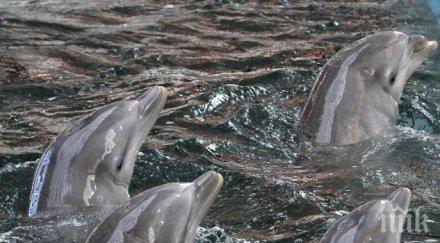 военни кораби плашат делфините черно море