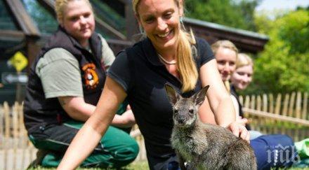 повечето кенгура леваци