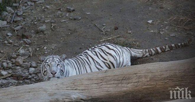 Тигър уби човек в центъра на Тбилиси (снимка)