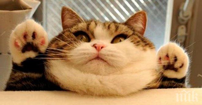 Най-забавното видео, което отговаря на въпроса: Какво е да имаш котка за домашен любимец?