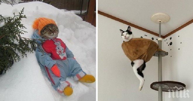 Странни снимки на котки, които трудно се поддават на логическо обяснение