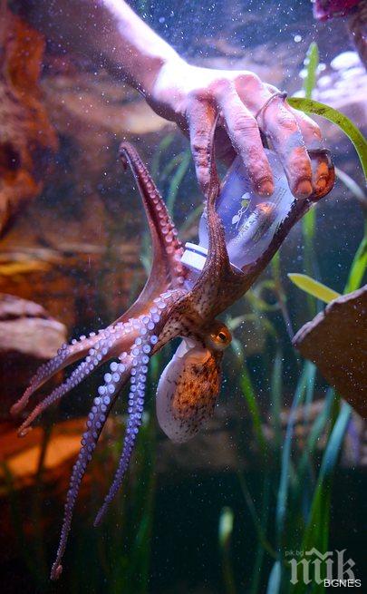 Малък октопод може да бъде наречен от учените Прелестен