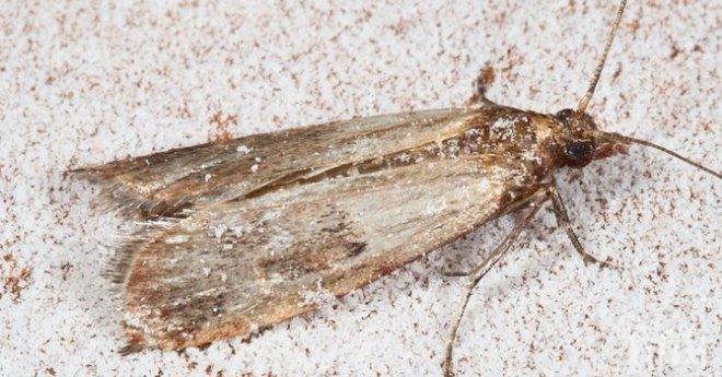 Учени правят молци хомосексуалисти, за да намалят популацията им