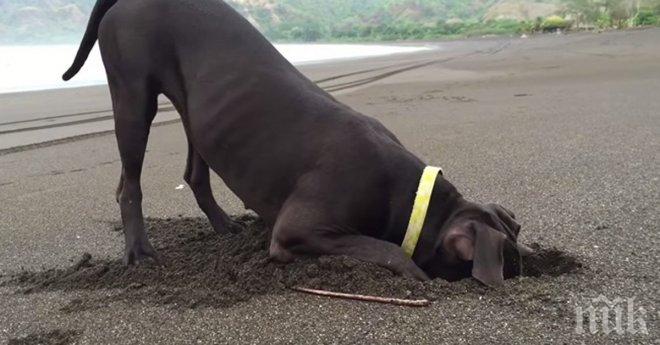 Любопитно куче само си изкопа приятел на брега на морето