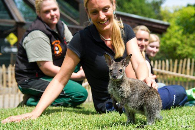 Повечето кенгура са леваци