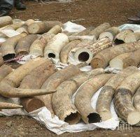 Един тон изделия от слонова кост унищожиха в Ню Йорк
