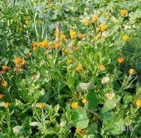 Еньовден – празникът на билките в Казанлък