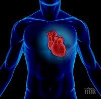 Учени откриха протеин, възстановяващ сърцето 