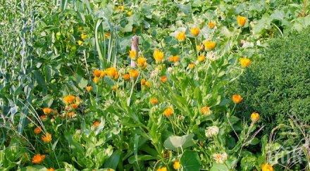 еньовден празникът билките казанлък