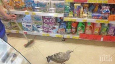 екшън бургас гларус преобърна триумфално хипермаркет персоналът остана препариран