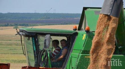 министър танева очакваме добра реколта млн пшеница