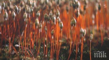 фестивал дивите цветя родопите