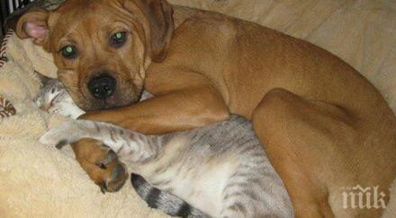 кучета знаят значението фразата лично пространство