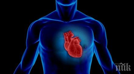 учени откриха протеин възстановяващ сърцето