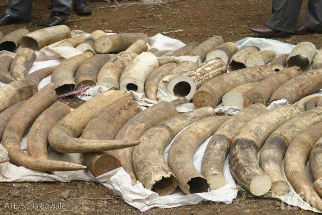 Един тон изделия от слонова кост унищожиха в Ню Йорк